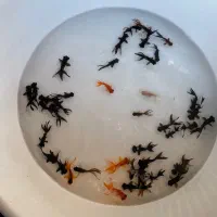 پخش ماهی قرمز