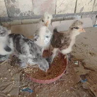 جوجه لهستانی
