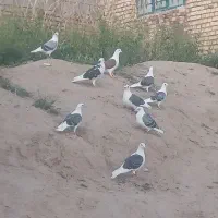 کفتر گراف نر