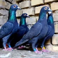 کبوتر مسافتی