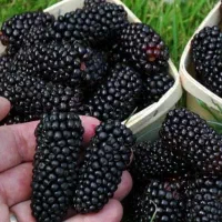 شاه توت و آلبالو