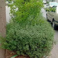 کارگر برای برداشت سیر