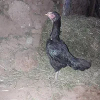 مرغ لاری