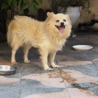 سگ پامر