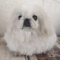 پیکینیز امپریال نر جهت کشش