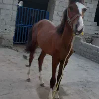 کره اسب ۱۵ ماهه