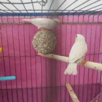 فنچ|پرنده|یاسوج, |دیوار