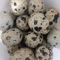 تخم بلدرچین