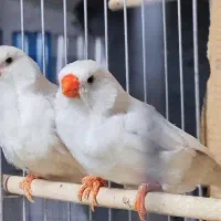 فنچ، شارکول انگلیسی ، فول اورنج ، گلو بریده، مولد