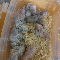 جوجه گرینچیک سرلاکی