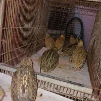 جوجه اصل پا سیاه گلین
