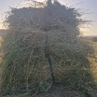 یونجه خالص