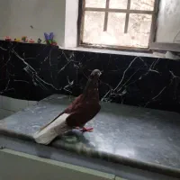 کفتر|پرنده|کلاله, |دیوار