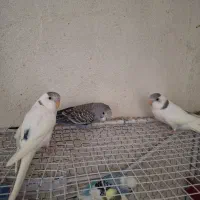 مرغ عشق و جوجه