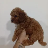 توی پودل دارک رد ماده