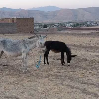 خر و کره خر