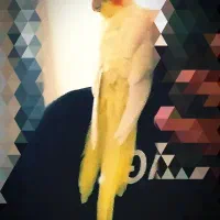 عروس هلندی