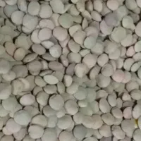 عدس درجه یک