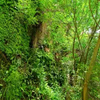 جوجه مرغابی