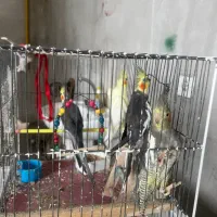 عروس هلندی