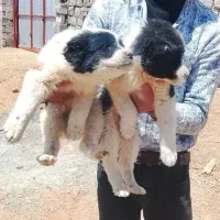 توله سگ