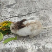 خرگوش