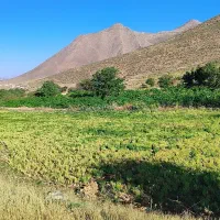 عدس|خوردنی و آشامیدنی|گلپایگان, |دیوار