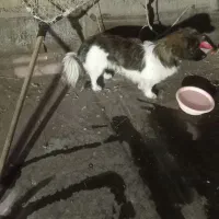 توله سگ ۱۰ماهه