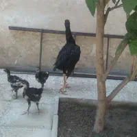 مرغ لاری اصل