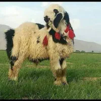 گوسفند بره بختیاری قربانی