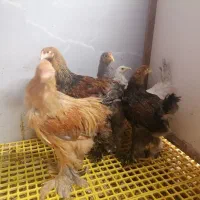 مرغ و خروس و جوجه