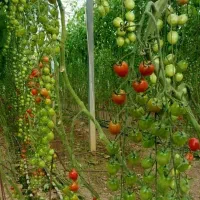 کارگر اتباع آقا
