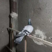 پرنده گرفتنی