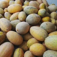 خربزه لاکی شیرین