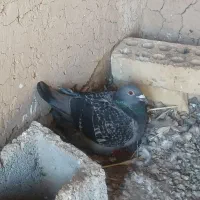 ماده مسافتی