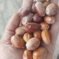 سنجد امسال