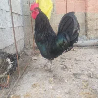 مرغ و خروس سیاه محلی