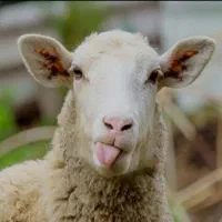 انواع دام زنده گوسفند بره