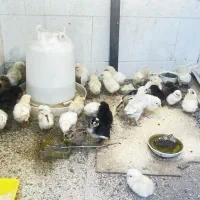 جوجه