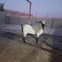 ساورین