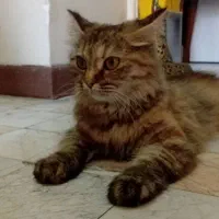 گربه پرشین سبرین