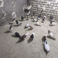 سینه