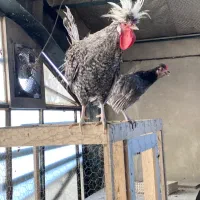خروس لهستانی