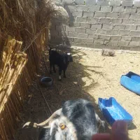 فقط  پاچن دوتا و یک بز