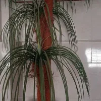 گلدان نخل مصنوعی