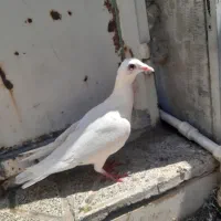 جوجه کله هما هیچ پری