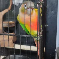گرینچیک 8 ماهه