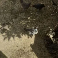 مرغ