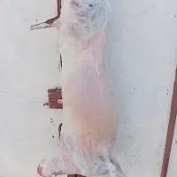 قصاب سیارشبانه