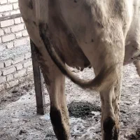 گاو و تلیسه